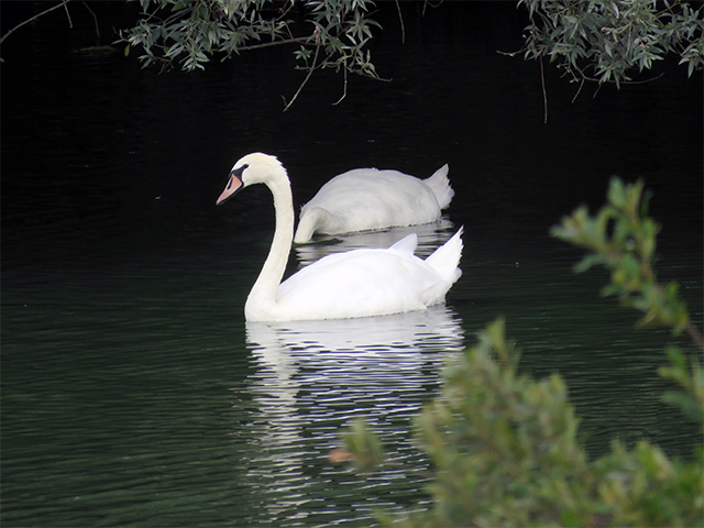 Mute Swan Abberton Reservoir, Essex by Ventures Birding Tours